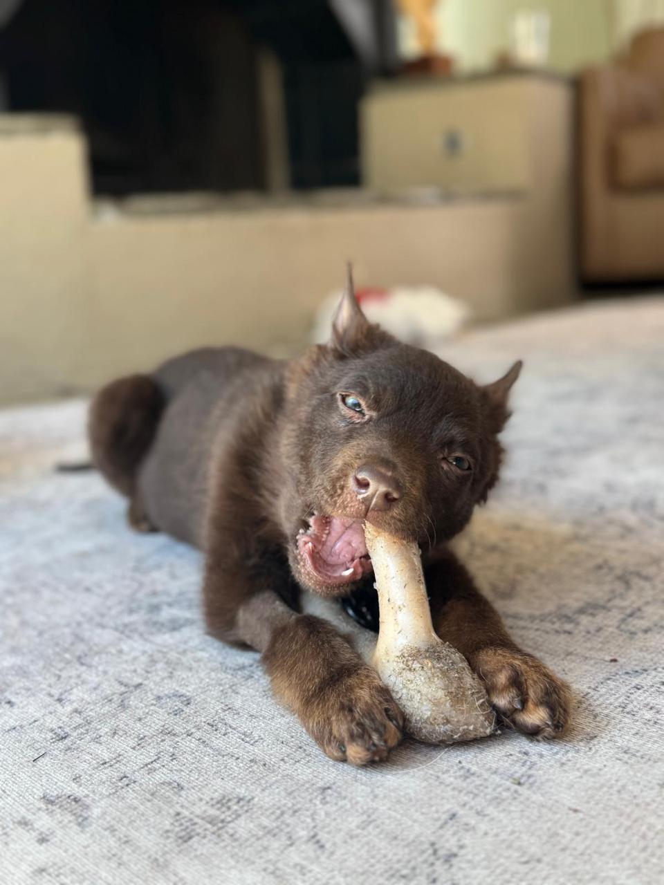 Enlarge Athena, a ADOPTABLE Australian Kelpie in Los Angeles, CA image 2/6