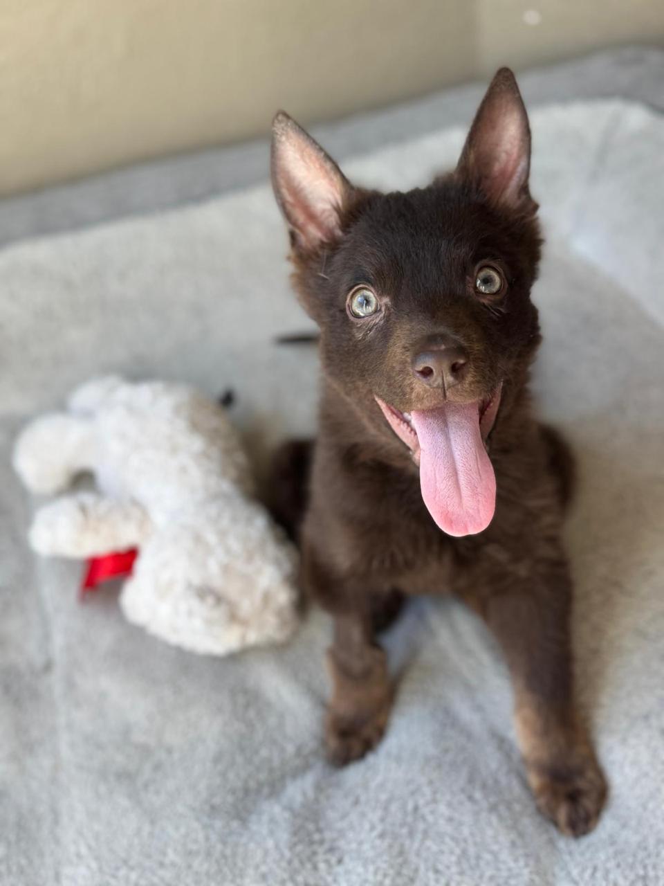Enlarge Athena, a ADOPTABLE Australian Kelpie in Los Angeles, CA image 6/6