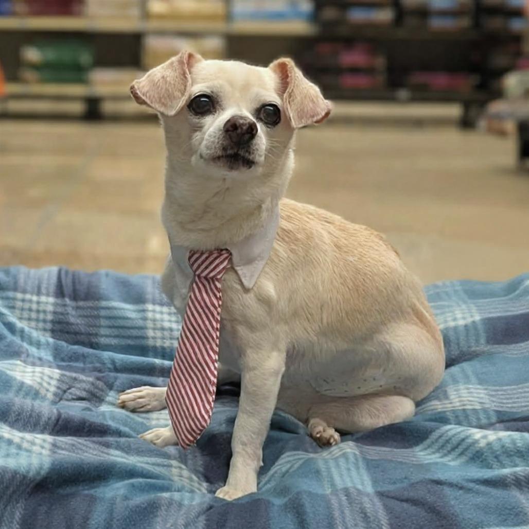 Enlarge Pablo, an adopted Chihuahua in Helena, AL image 2/3