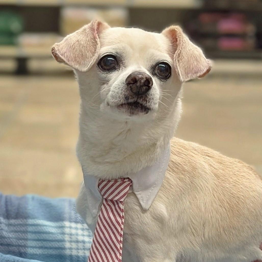 Enlarge Pablo, an adopted Chihuahua in Helena, AL image 1/3