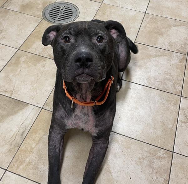 Enlarge Max, a Adoptable mixed breed in Troutdale, OR image 1/4