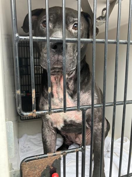 Enlarge Max, a Adoptable mixed breed in Troutdale, OR image 2/4