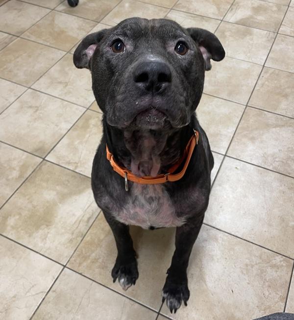 Enlarge Max, a Adoptable mixed breed in Troutdale, OR image 3/4