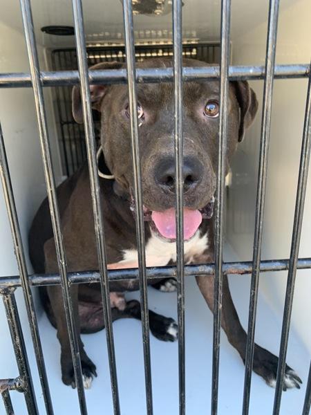 Enlarge Max, a Adoptable mixed breed in Troutdale, OR image 4/4