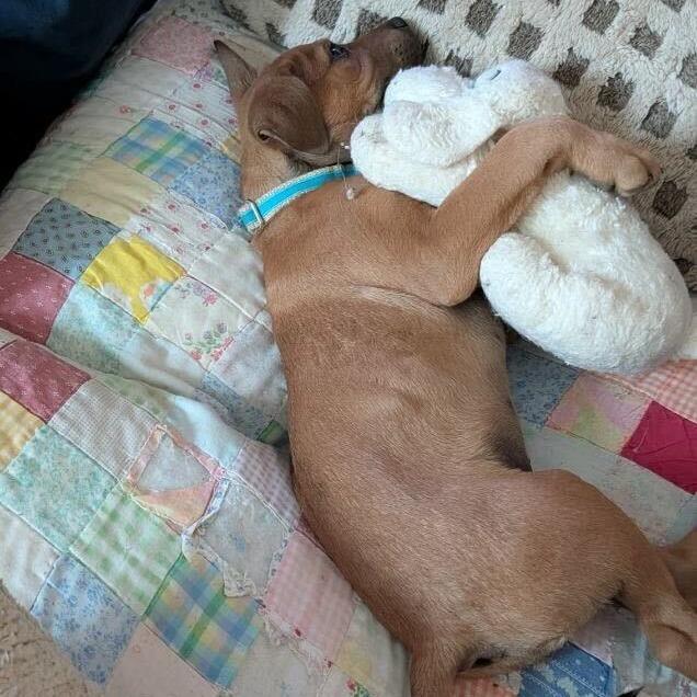 Enlarge Apple Butter, a Adoptable Terrier in Waynesville, NC image 1/4