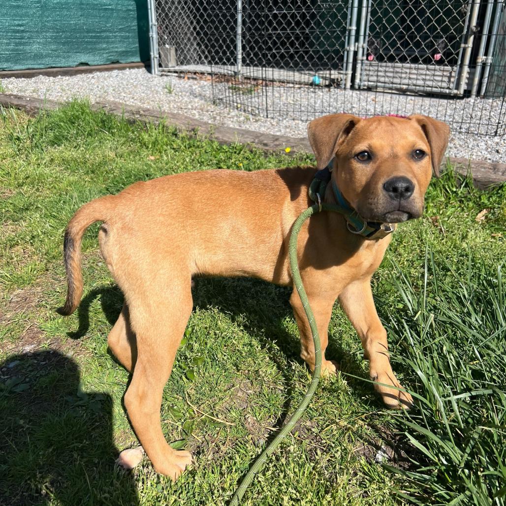 Enlarge Apple Butter, a Adoptable Terrier in Waynesville, NC image 3/4