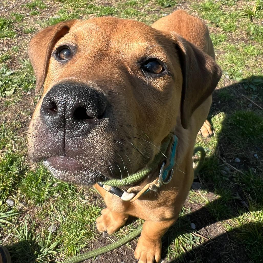 Enlarge Apple Butter, a Adoptable Terrier in Waynesville, NC image 4/4