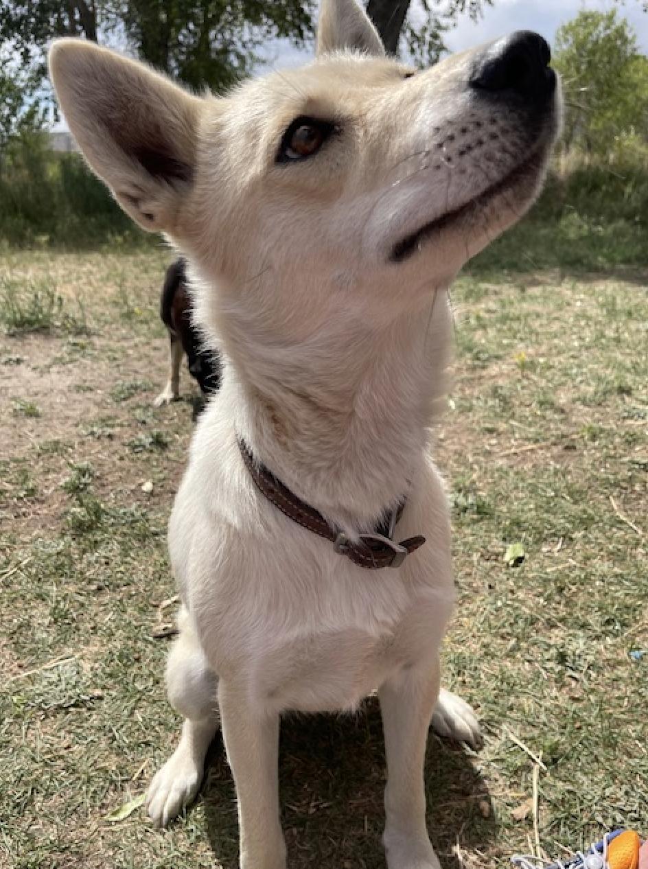 Aspen, Adopted, Young Female Siberian Husky & Cattle Dog.