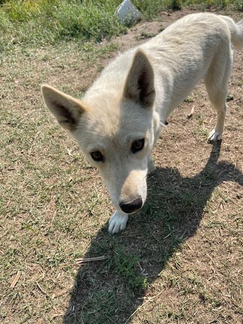 Aspen, an adoptable Siberian Husky, Cattle Dog in Sheridan, WY, 82801 | Photo Image 1