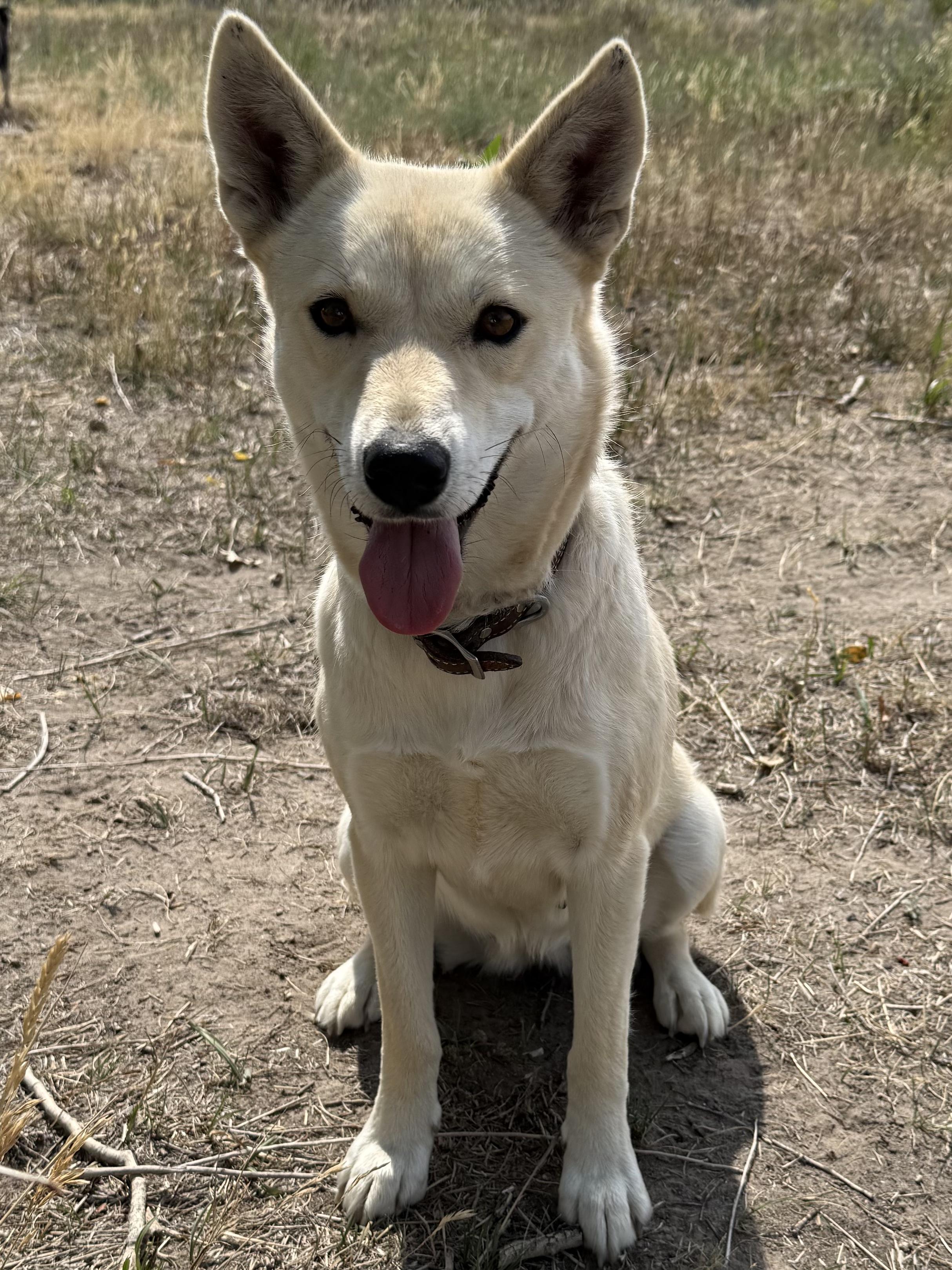 Aspen, an adoptable Siberian Husky, Cattle Dog in Riverton, WY, 82501 | Photo Image 2
