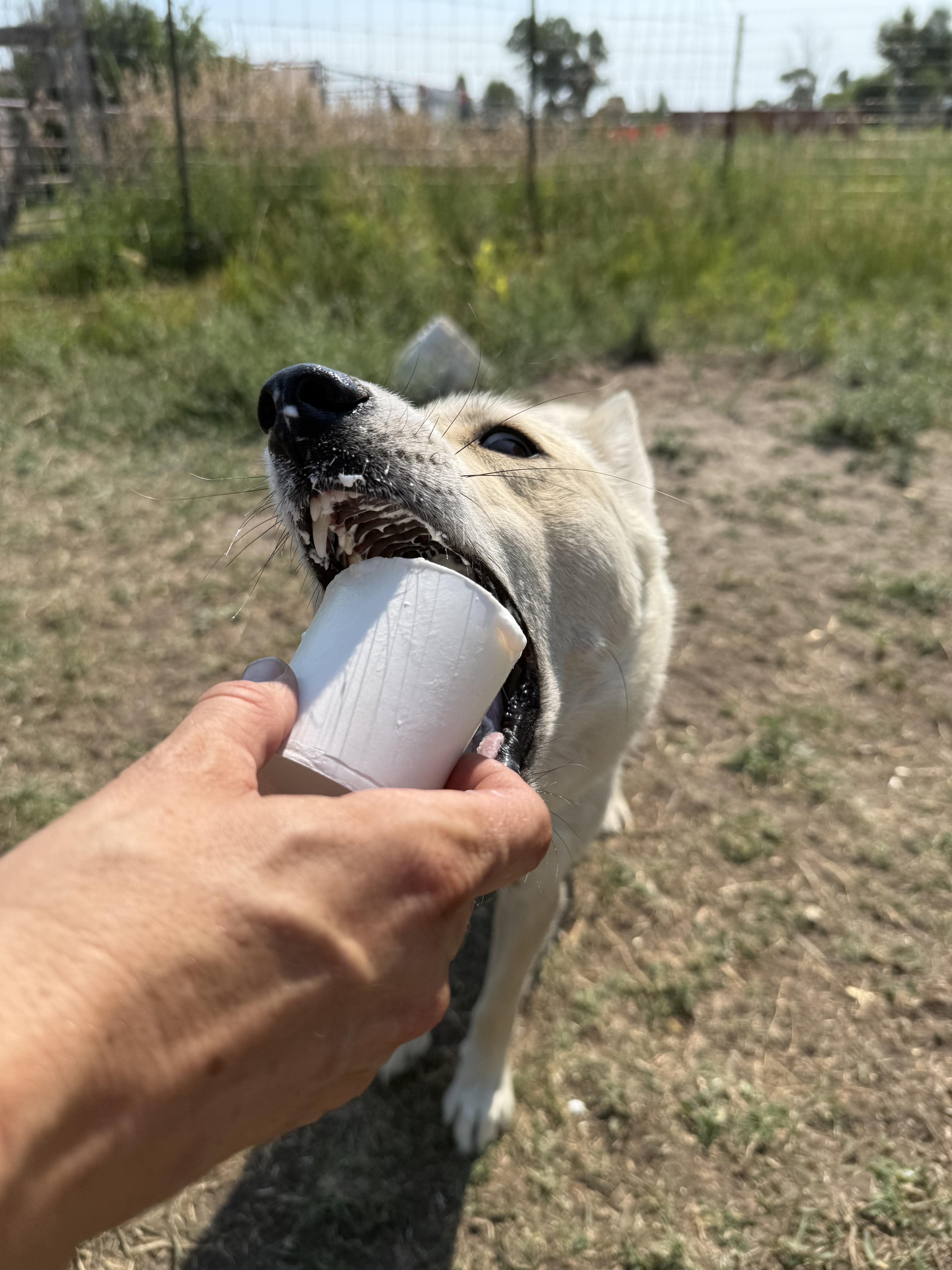Aspen, an adoptable Siberian Husky, Cattle Dog in Riverton, WY, 82501 | Photo Image 3