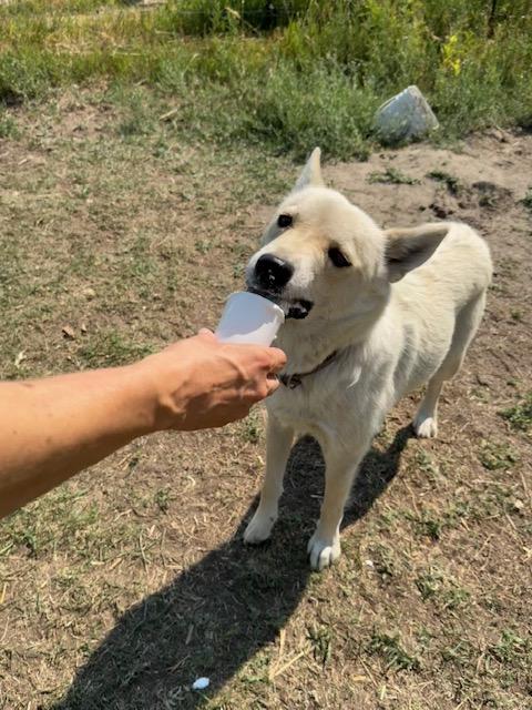 Aspen, an adoptable Siberian Husky, Cattle Dog in Sheridan, WY, 82801 | Photo Image 3
