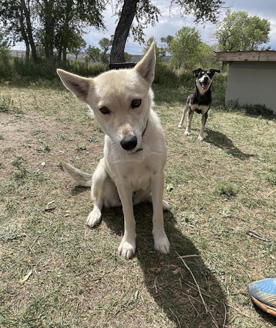 Aspen, an adoptable Siberian Husky, Cattle Dog in Riverton, WY, 82501 | Photo Image 5