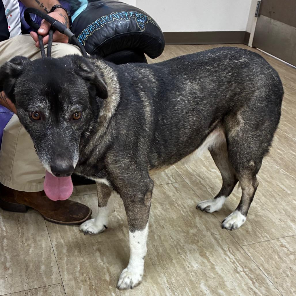 Enlarge Tasha, a Adoptable mixed breed in Pine Bluff, AR image 1/3