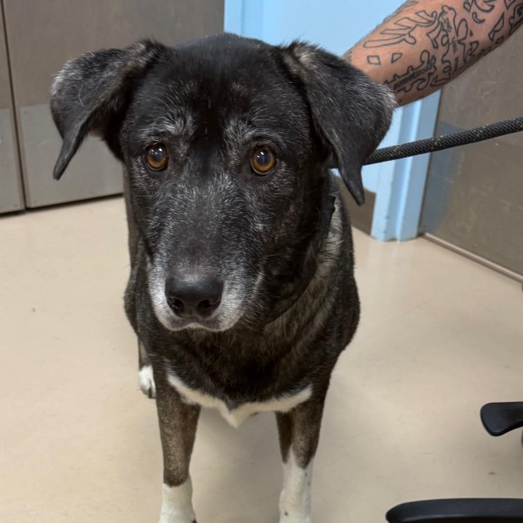Enlarge Tasha, a Adoptable mixed breed in Pine Bluff, AR image 2/3