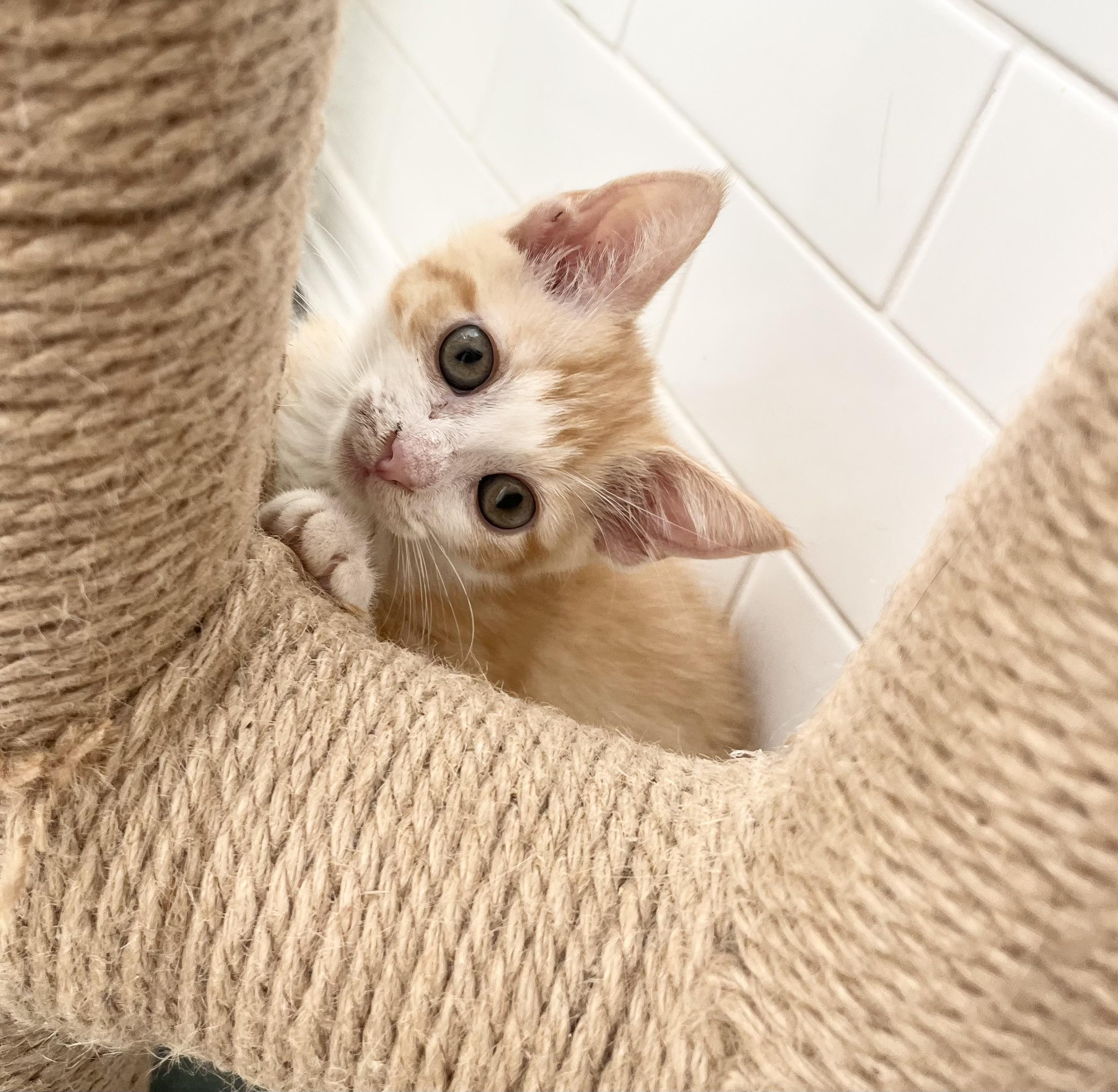 Enlarge Blossom, a Adopted mixed breed in New York, NY image 2/6