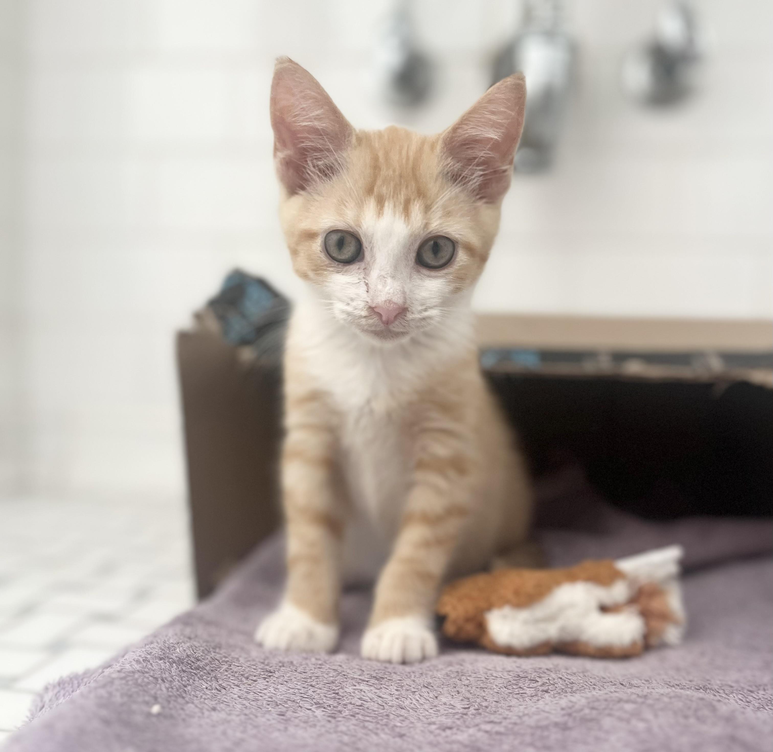 Enlarge Blossom, a Adopted mixed breed in New York, NY image 3/6