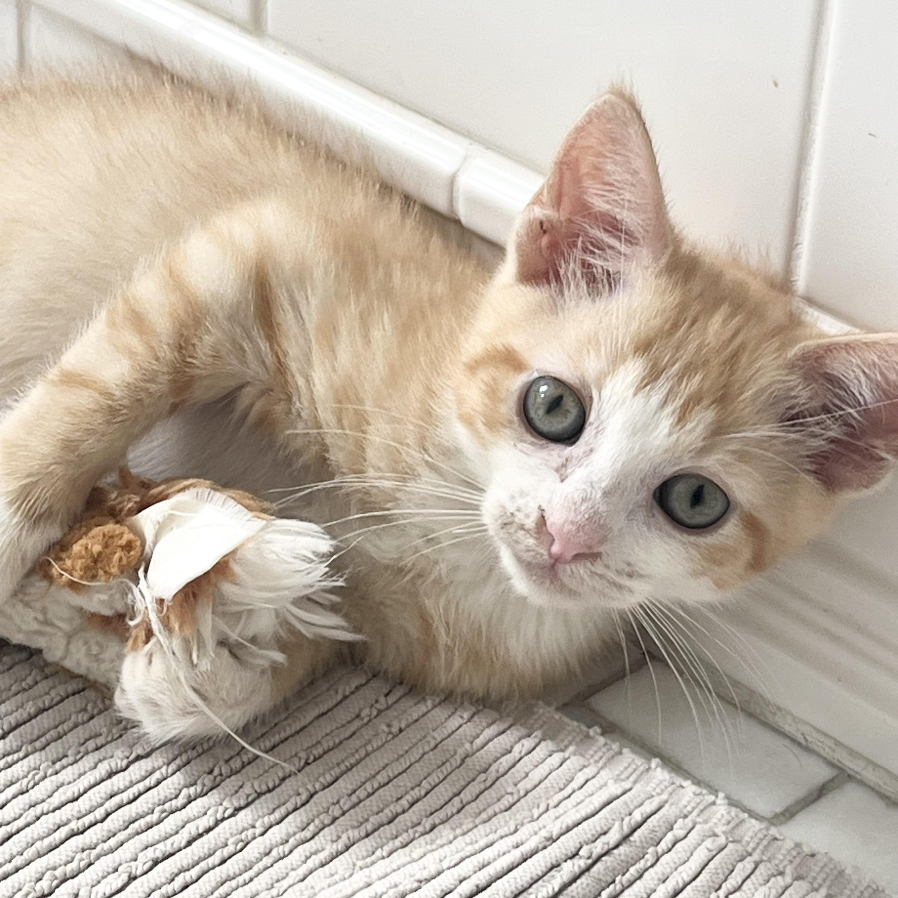 Enlarge Blossom, a Adopted mixed breed in New York, NY image 4/6