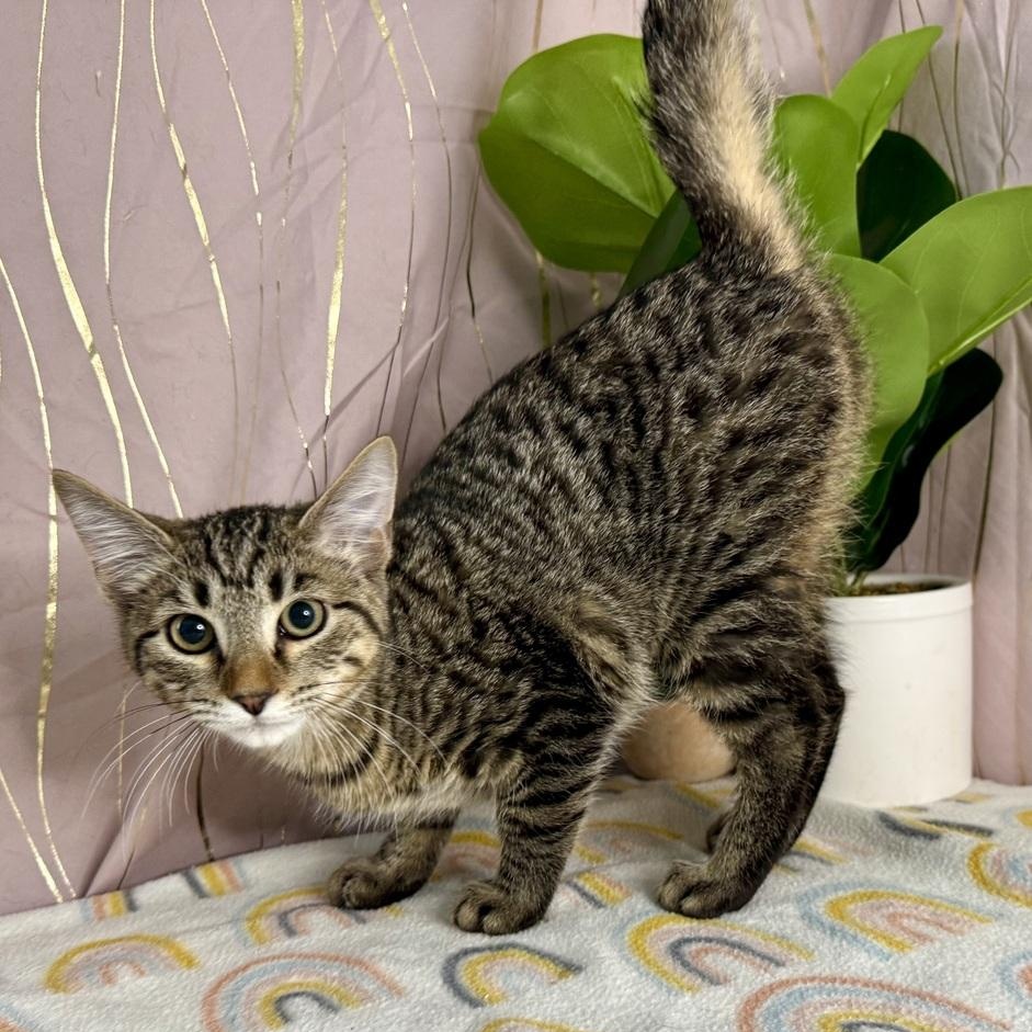 family cats　0308 Cat for adoption - Violet, a Domestic Short Hair in