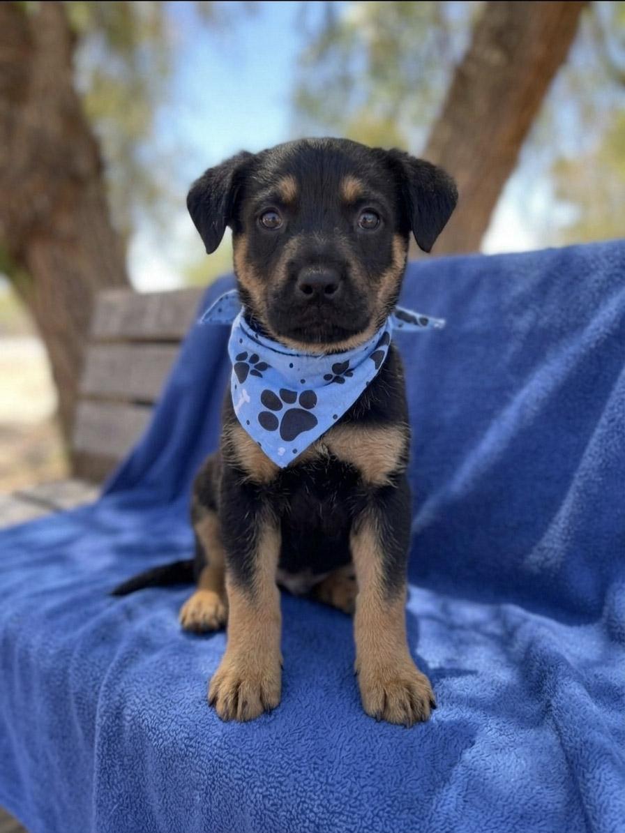 Biggie, a ADOPTABLE mixed breed in Temecula, CA image 2/2