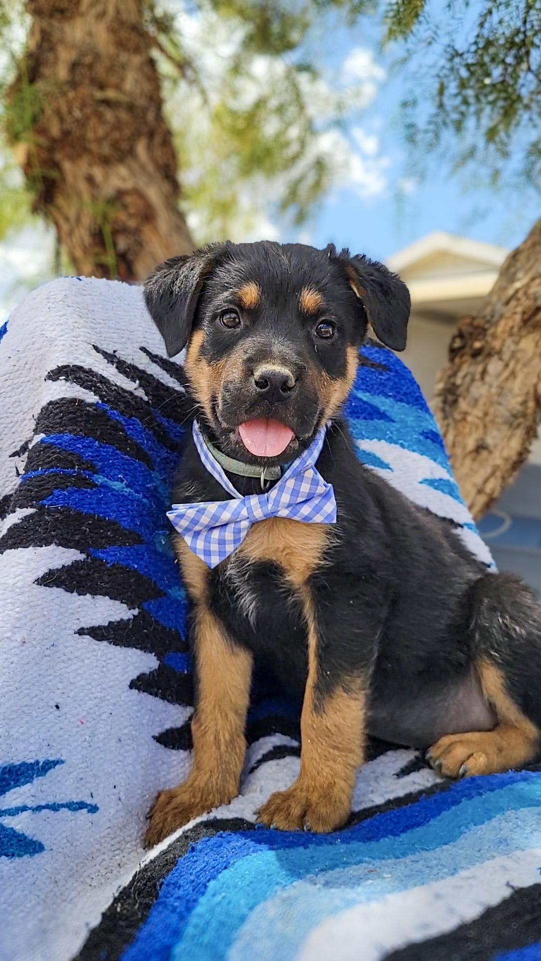 Biggie, a ADOPTABLE mixed breed in Temecula, CA image 1/2