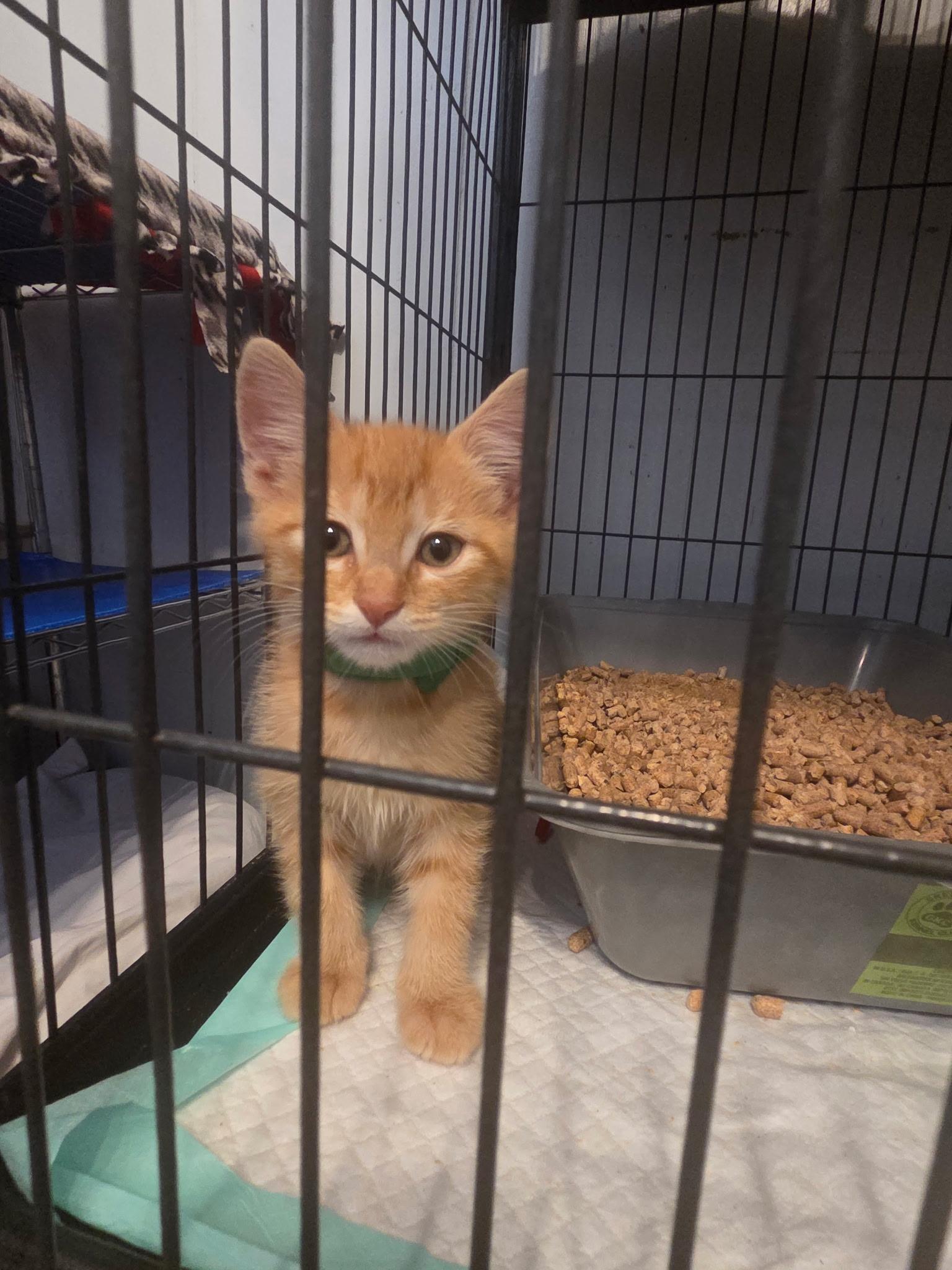 Iker, Adopted, Kitten Male Domestic Short Hair.
