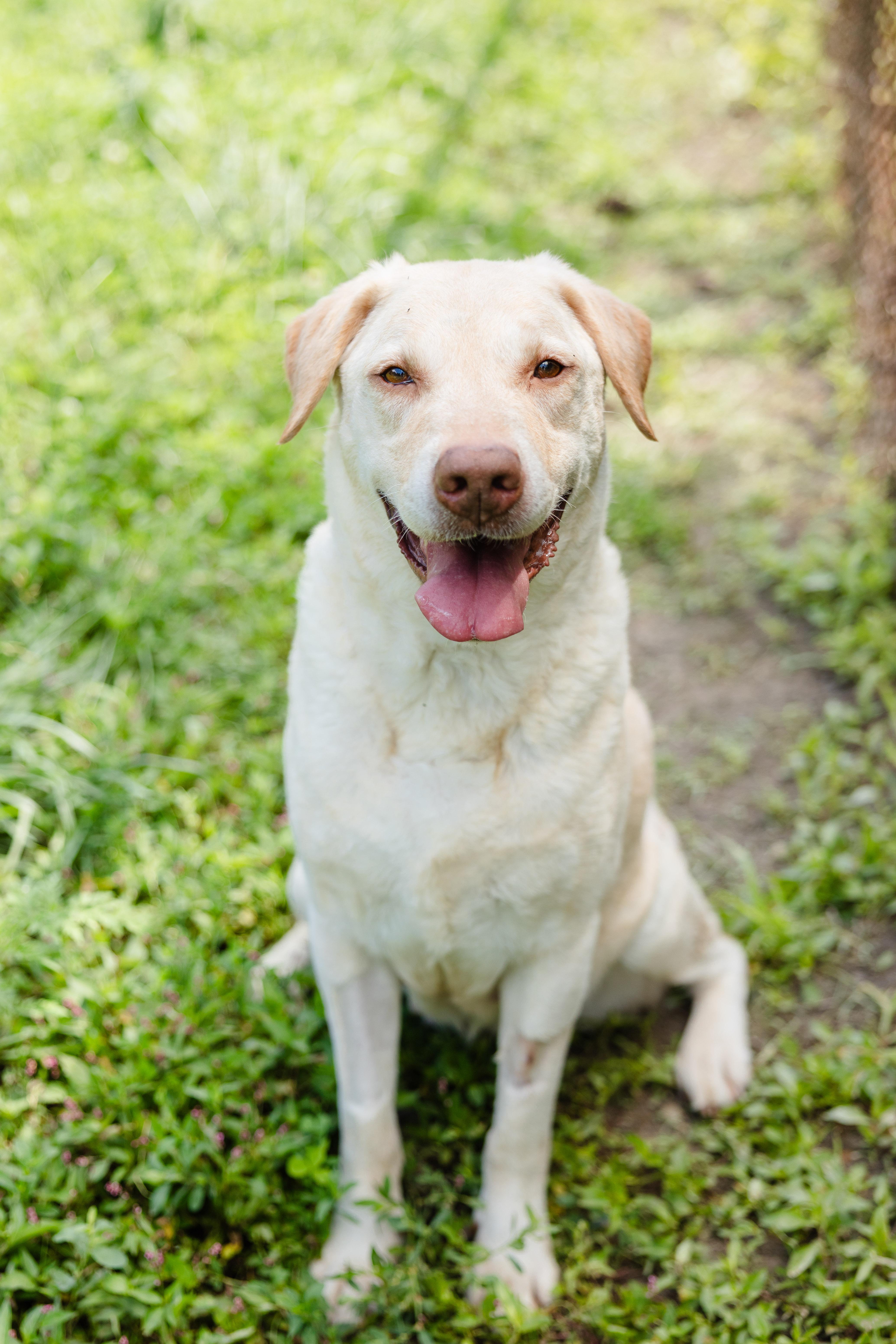 Vivian, ADOPTABLE, Senior Female Labrador Retriever.