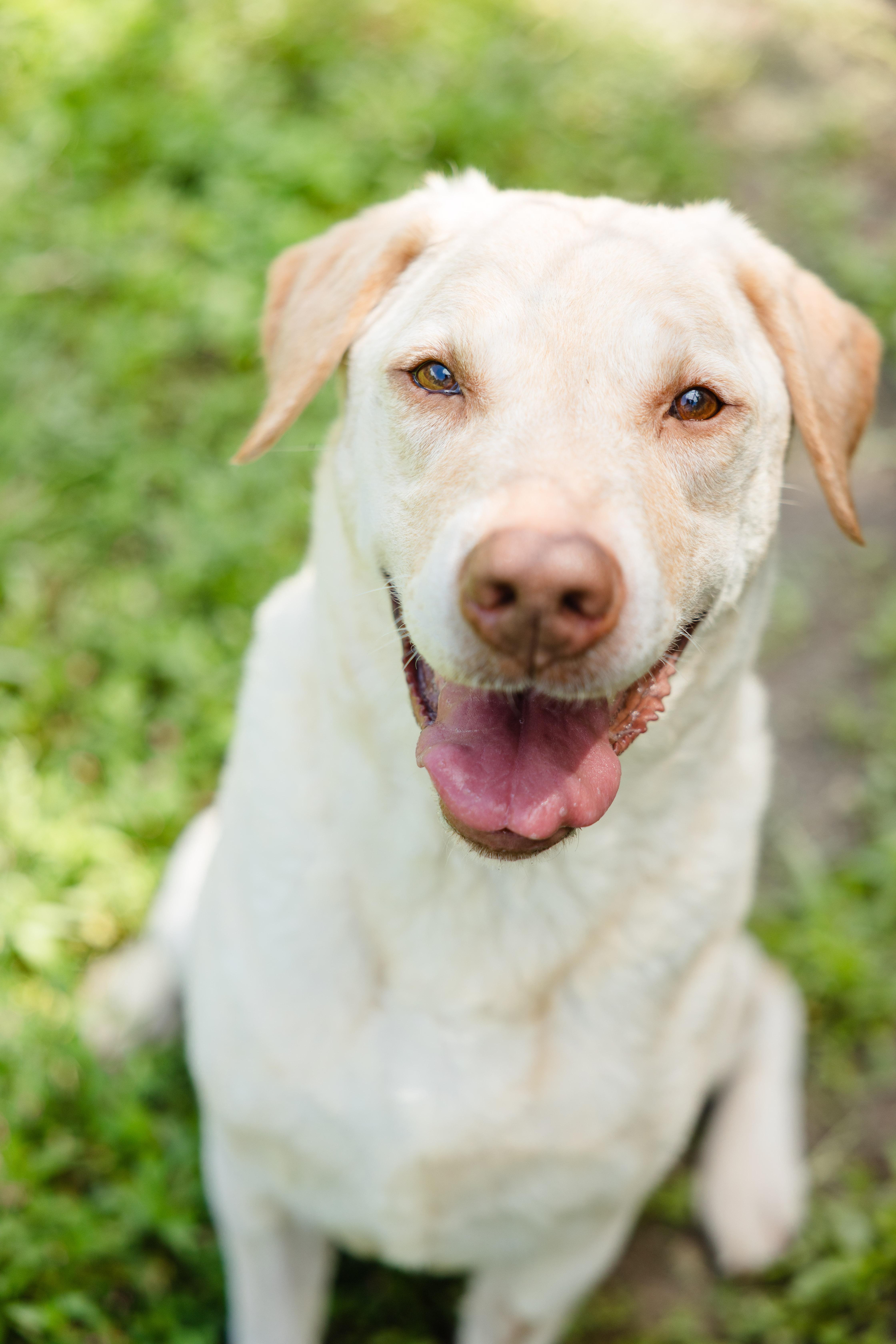 Enlarge Vivian, a ADOPTABLE mixed breed in Newburgh, IN image 4/4