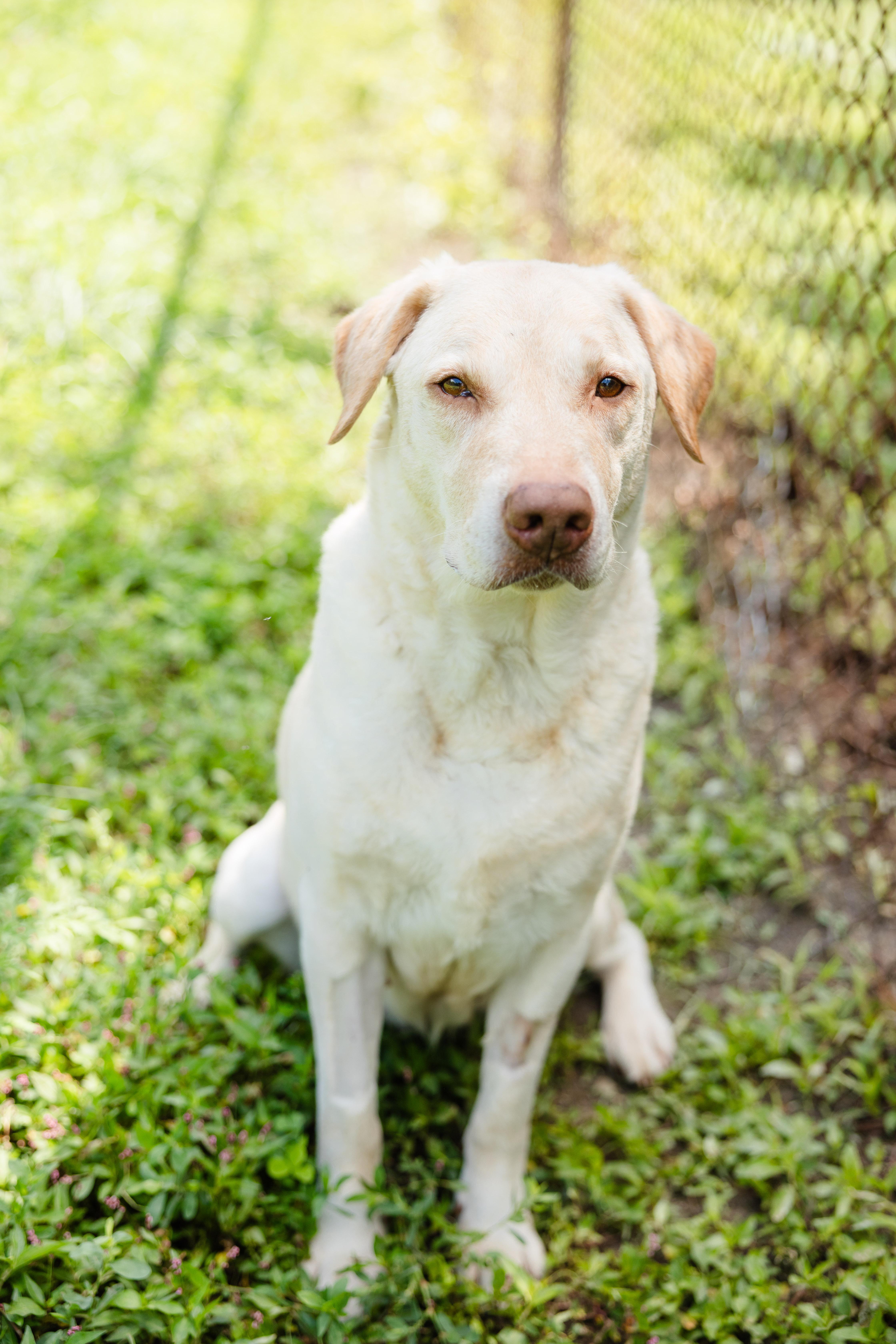 Enlarge Vivian, a ADOPTABLE mixed breed in Newburgh, IN image 2/4