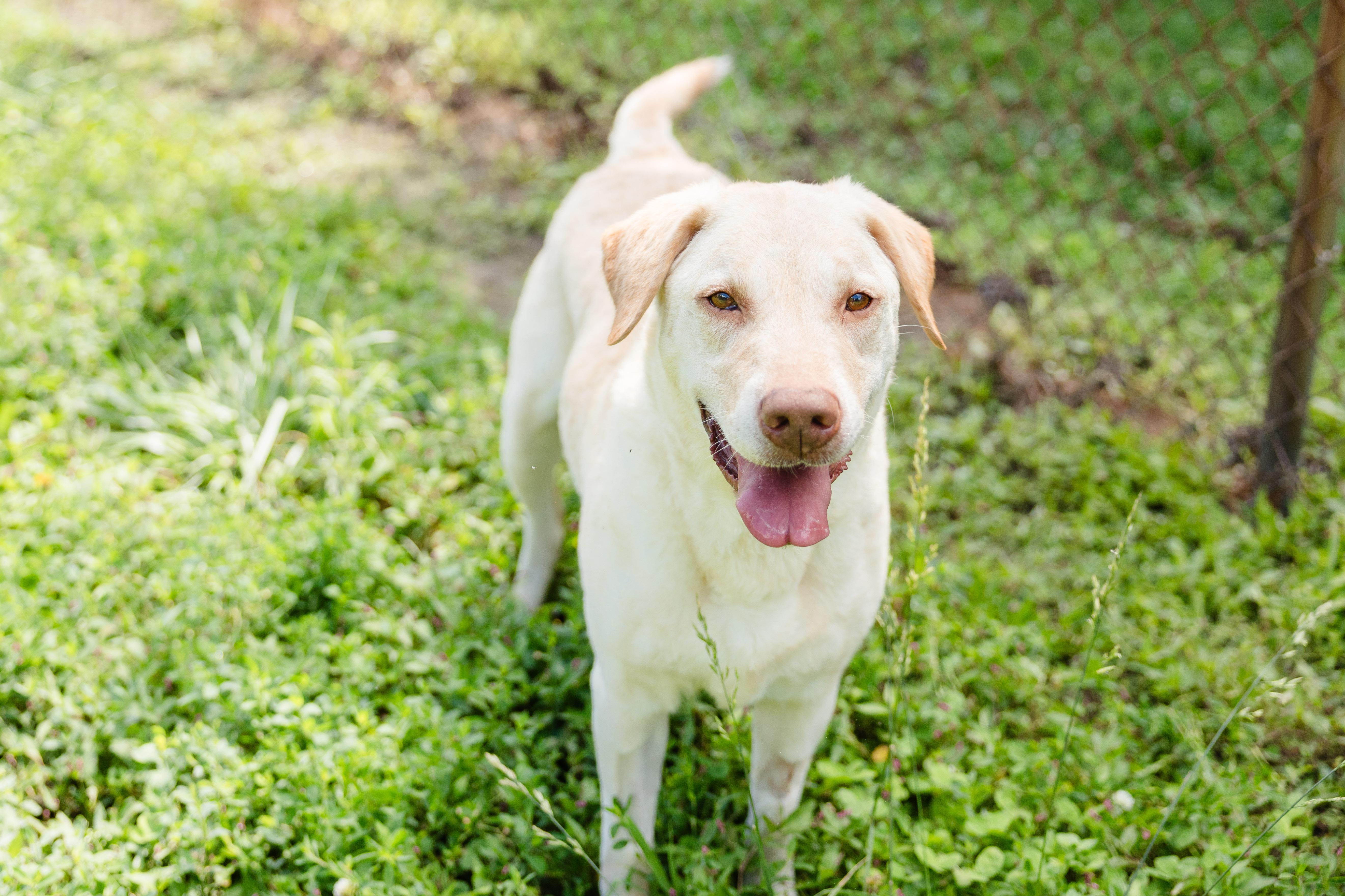 Enlarge Vivian, a ADOPTABLE mixed breed in Newburgh, IN image 3/4