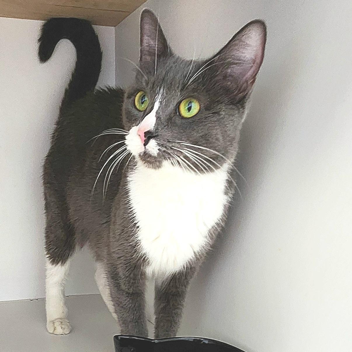 Enlarge Willow, a Adopted Domestic Short Hair in Medfield, MA image 2/4