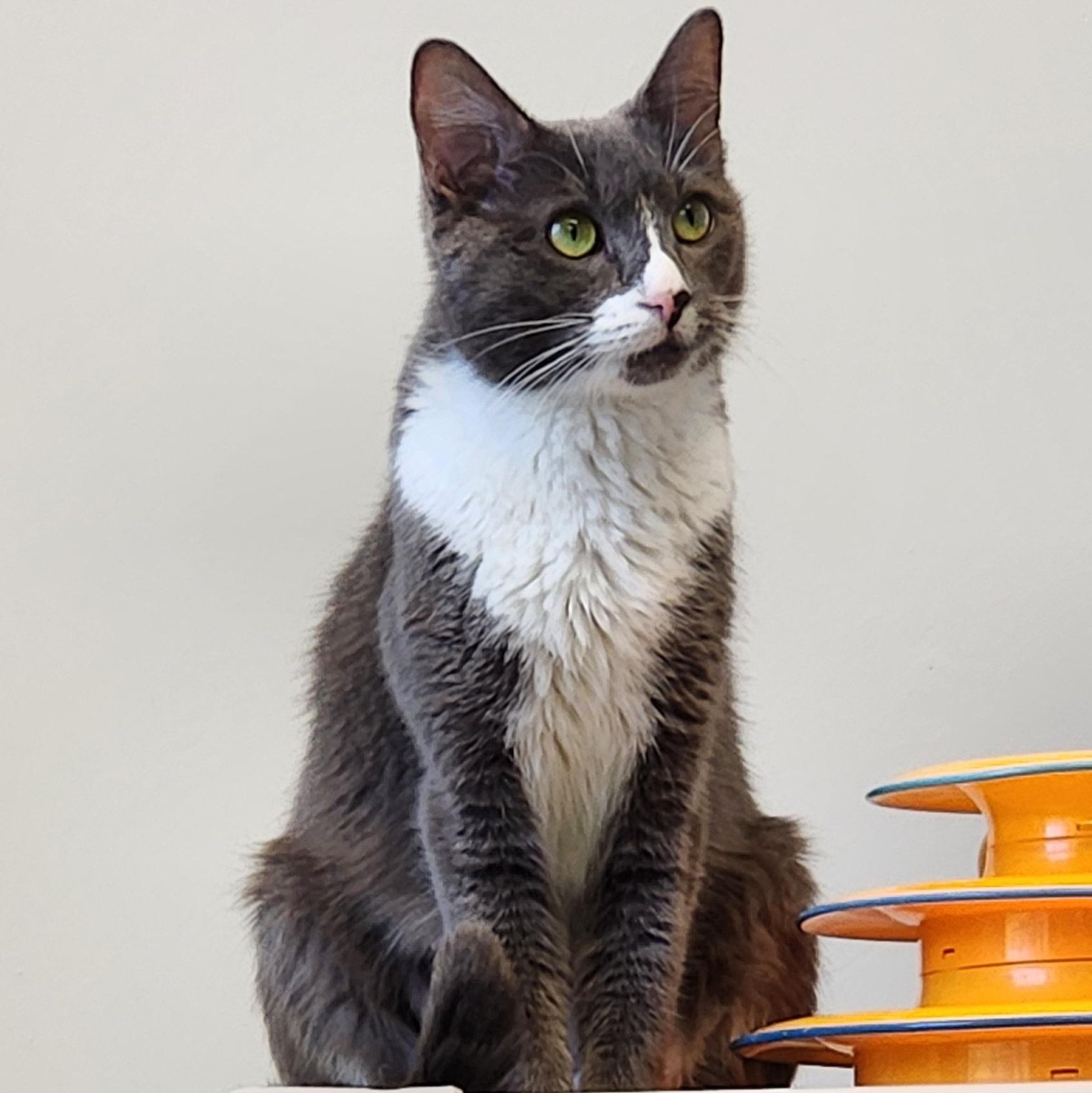 Enlarge Willow, a Adopted Domestic Short Hair in Medfield, MA image 1/4