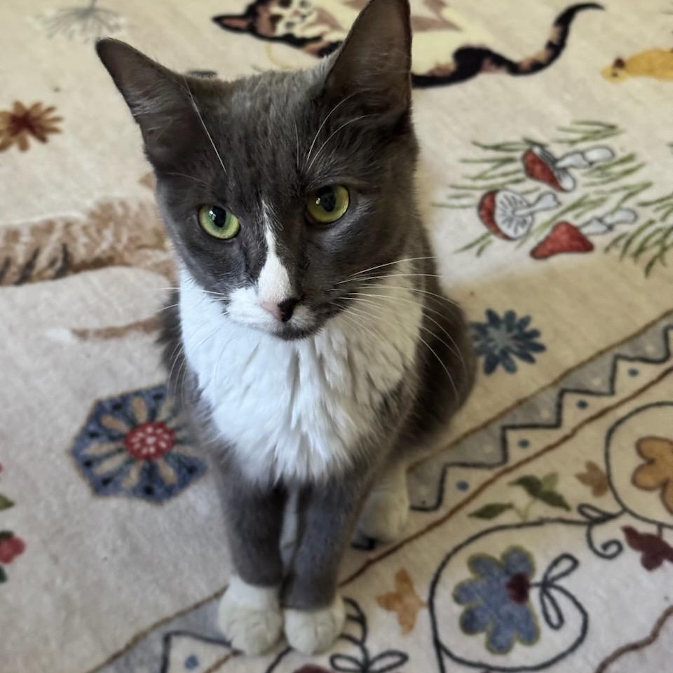 Enlarge Willow, a Adopted Domestic Short Hair in Medfield, MA image 4/4