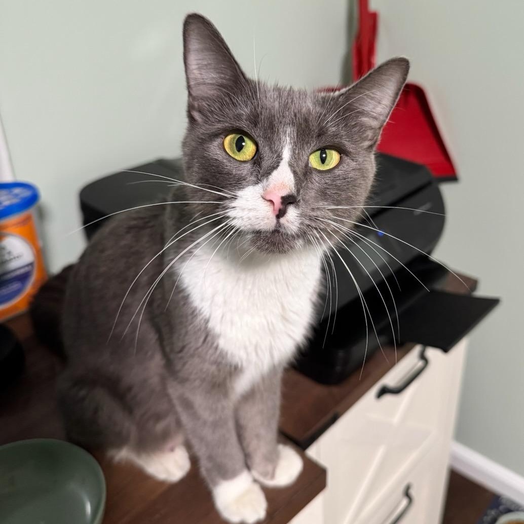 Enlarge Willow, a Adopted Domestic Short Hair in Medfield, MA image 3/4