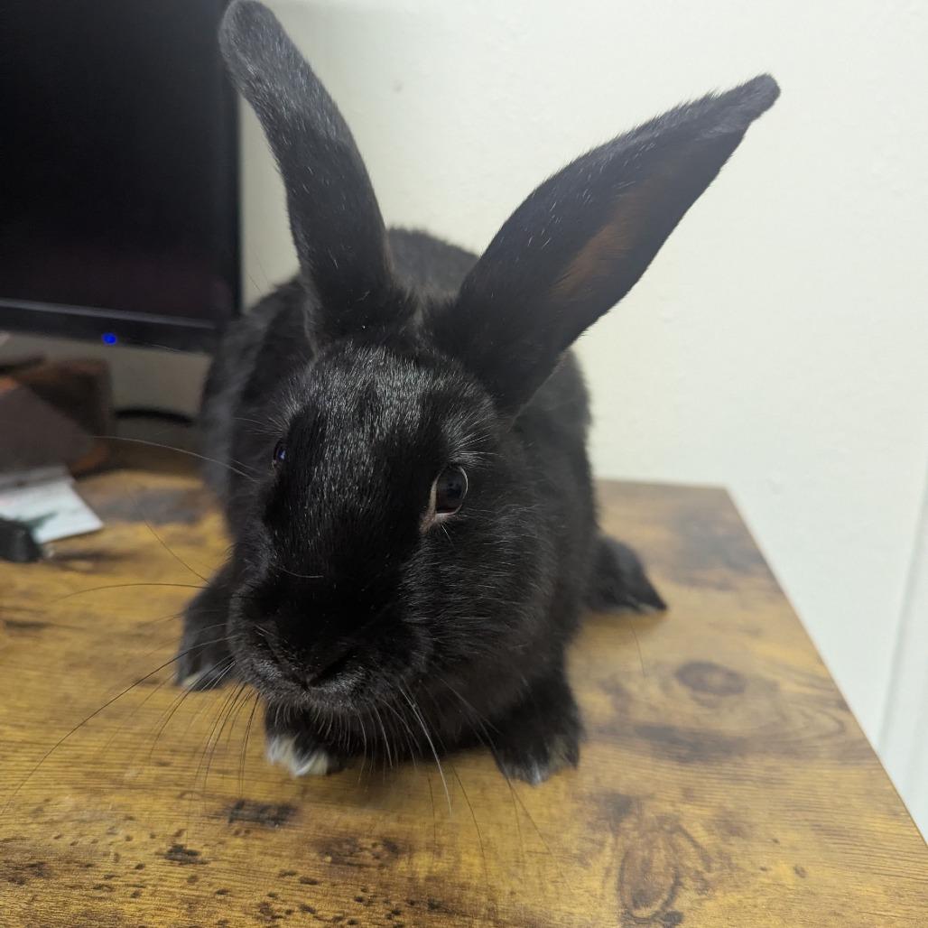 Ryu, Adoptable, Baby Male American.