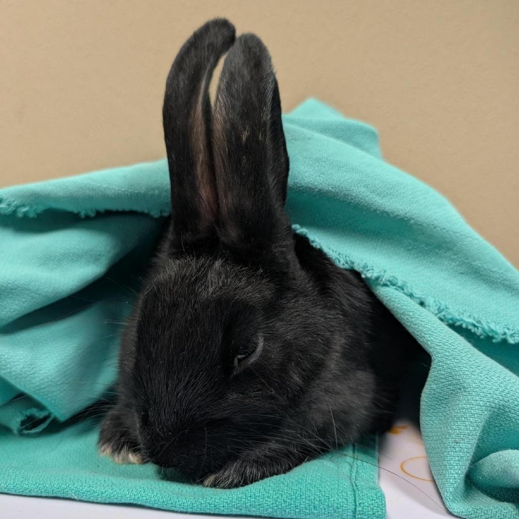 Enlarge Ryu, a Adoptable American in Tacoma, WA image 2/2