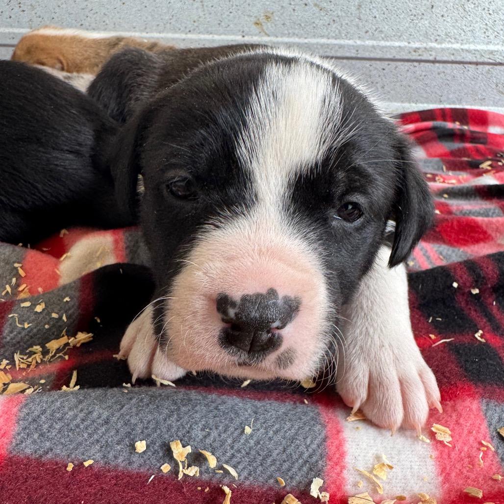 Ralphie, Adoptable, Puppy Male Australian Shepherd.
