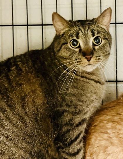 Tiger — thumbnail 2