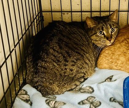 Tiger — thumbnail 3