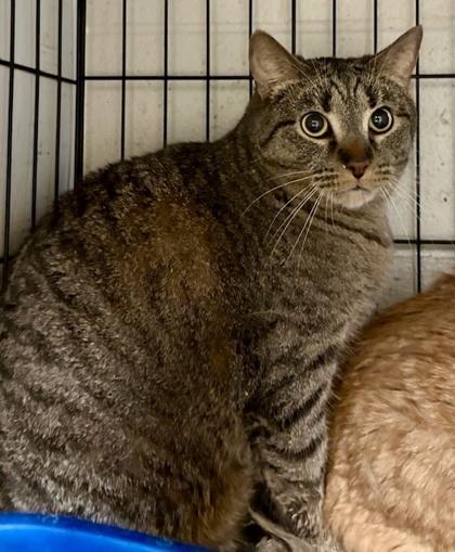 Tiger — thumbnail 4