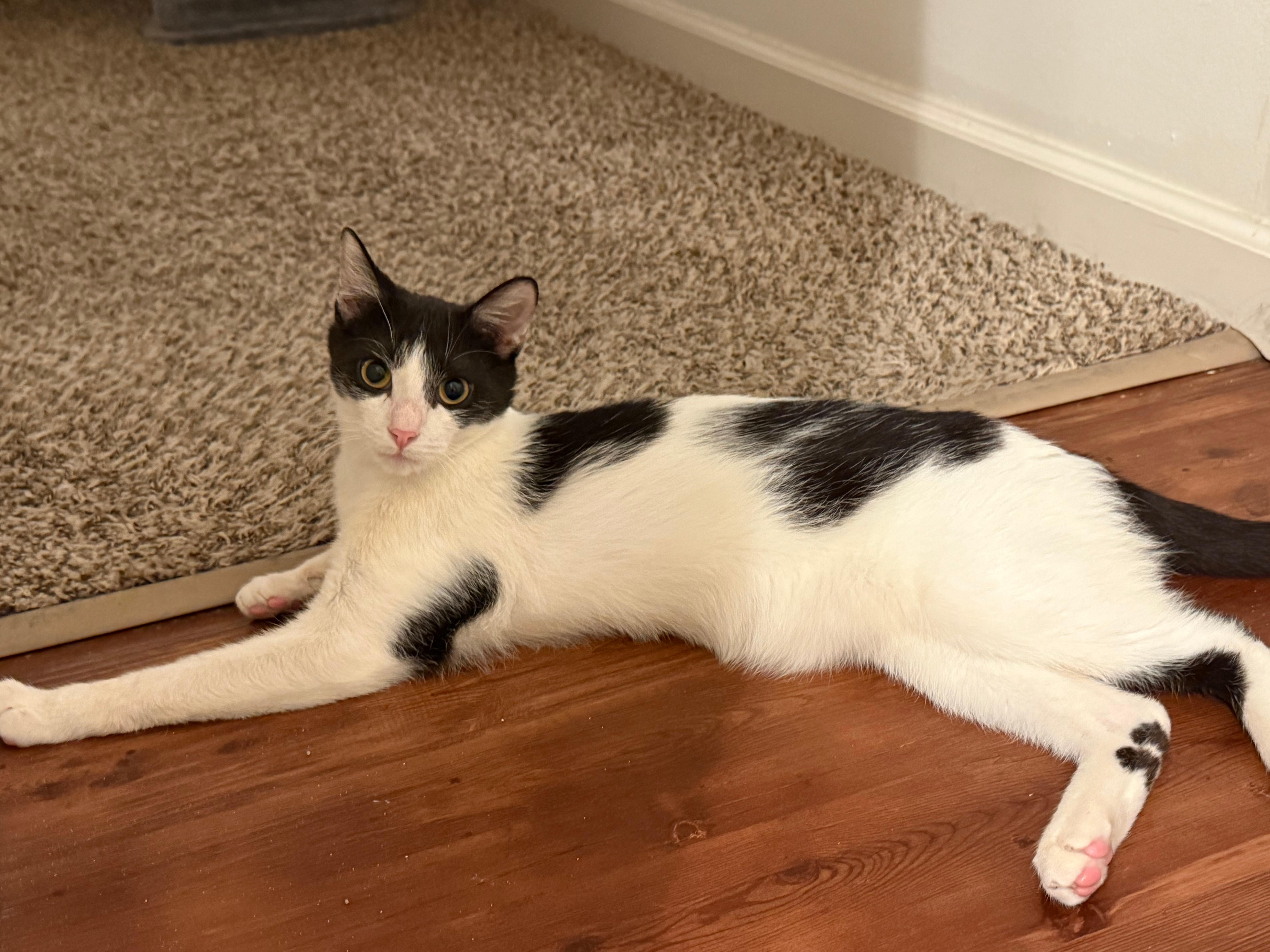 Kirby and Mcmuffin, Adoptable, Young Male Tiger & Domestic Short Hair.