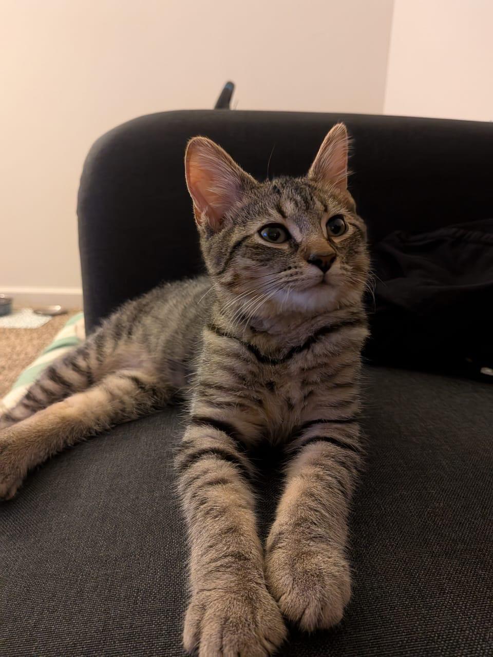 Kirby and Mcmuffin, a Adoptable mixed breed in West Lafayette, IN image 2/3