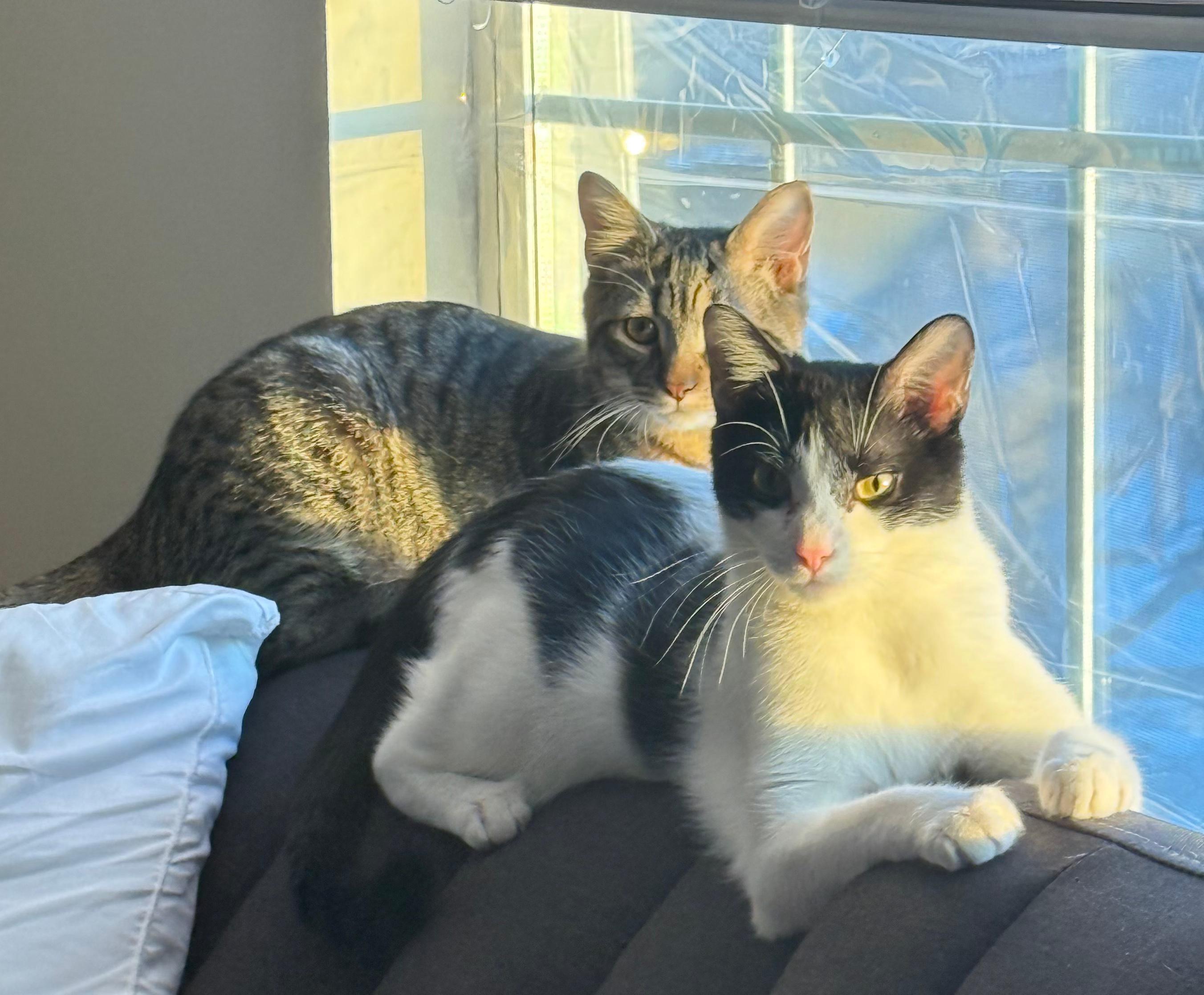 Kirby and Mcmuffin, a Adoptable mixed breed in West Lafayette, IN image 3/3