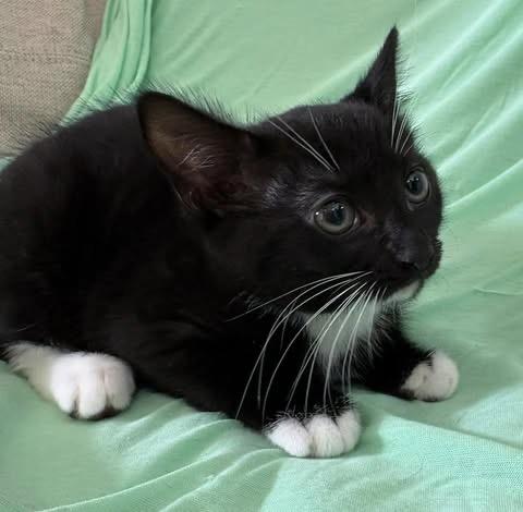 Bootsie, a Adoptable Domestic Short Hair in Monroeville , PA image 3/4