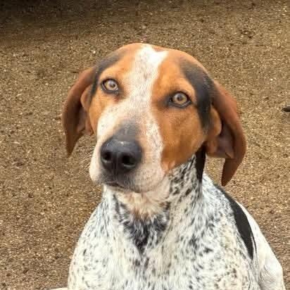 Daisy , adopted, Adult Female Bluetick Coonhound & Treeing Walker Coonhound.