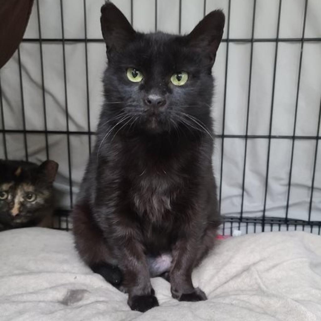 Enlarge Emily, a Adoptable Domestic Short Hair in Monroe, MI image 1/1