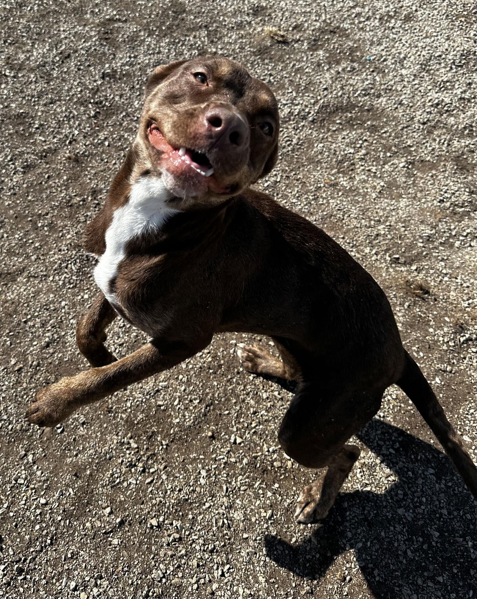 Azelea, Adoptable, Young Female Pit Bull Terrier.