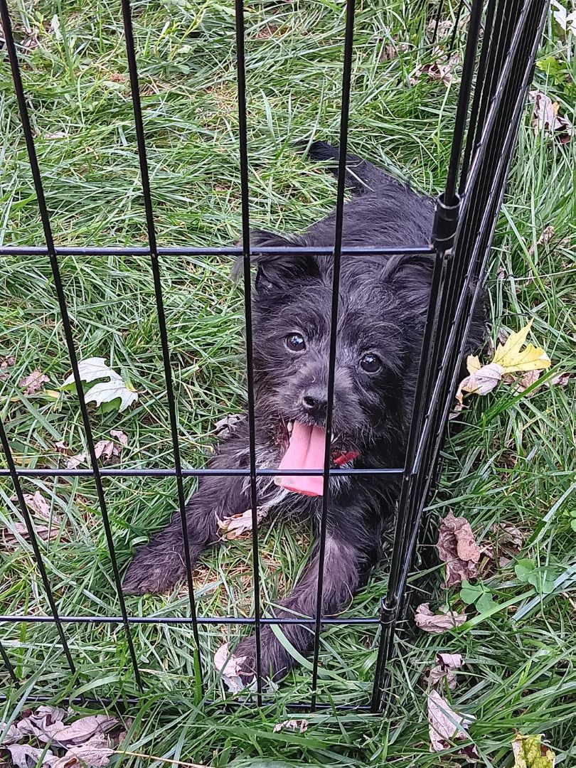 Jewel, Adopted, Puppy Female Terrier & Chihuahua.