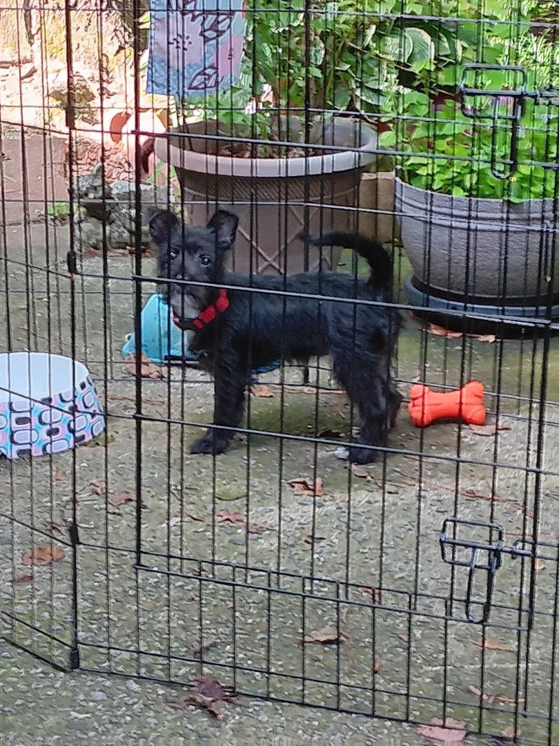 Enlarge Jewel, a Adopted mixed breed in Atlanta, GA image 2/6