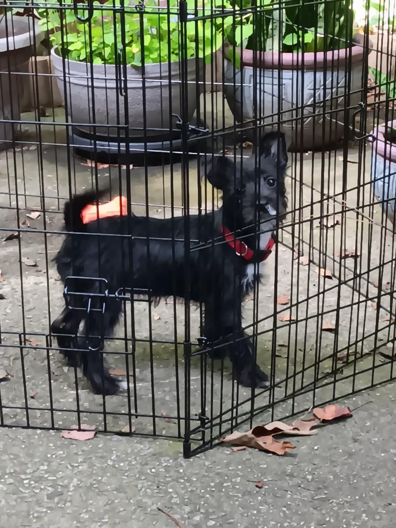 Enlarge Jewel, a Adopted mixed breed in Atlanta, GA image 3/6